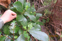 Claoxylon glandulosum - Grand Bois d'oiseau - Euphorbiacée - B
