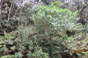 Claoxylon glandulosum - Grand Bois d'oiseau - Euphorbiacée - B