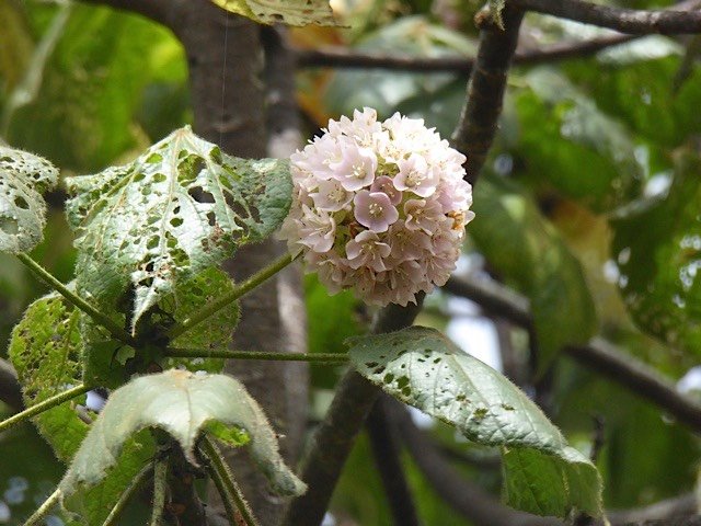 dombeya ciliata 2 P1240003