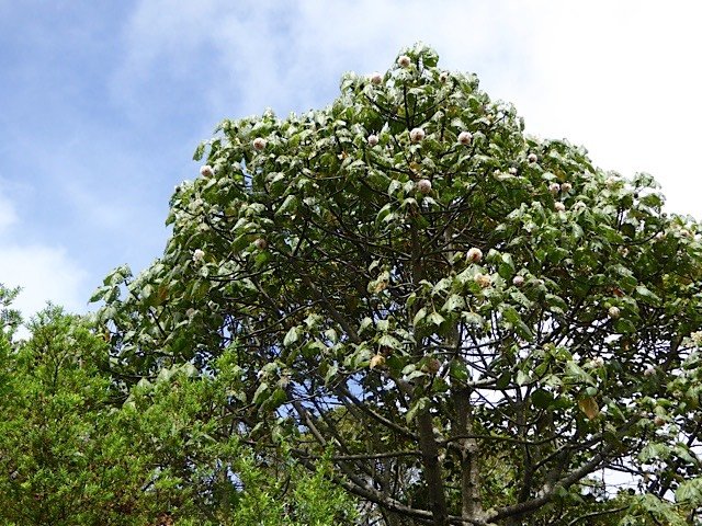 dombeya ciliata endémique Réunion  P1240002
