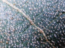 Dombeya ferruginea (1)