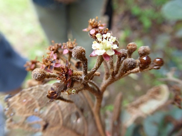 dombeya ferrugineuxPetit mahot noir inflorescence mâle