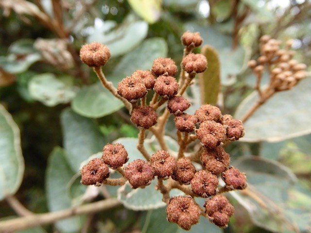 dombeya ficulnea petit mahot.endémique RéunionP1240832