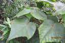 Dombeya pilosa