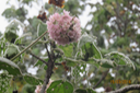 ??? Dombeya pilosa