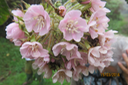 ??? Dombeya pilosa