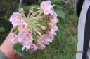 ??? Dombeya pilosa