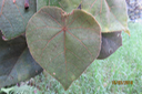 ??? Dombeya reclinata