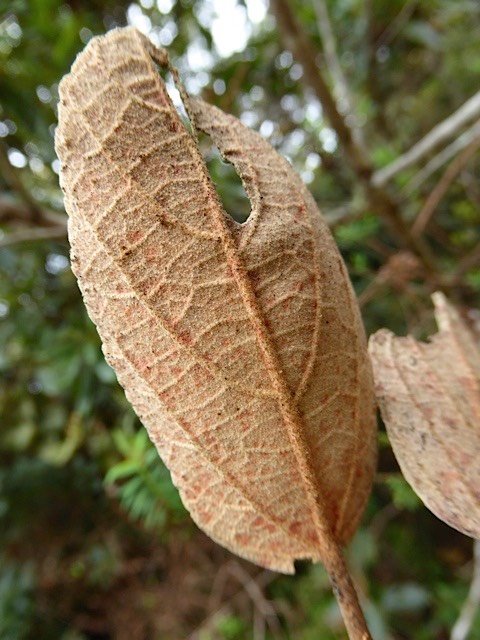 dombferruginxsubspborbonicaP1240025