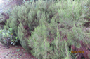 Erica arborescens  - Branle filao  - Endémique R