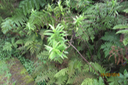 Faujasia salicifolia