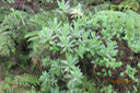 Psiadia anchusifolia