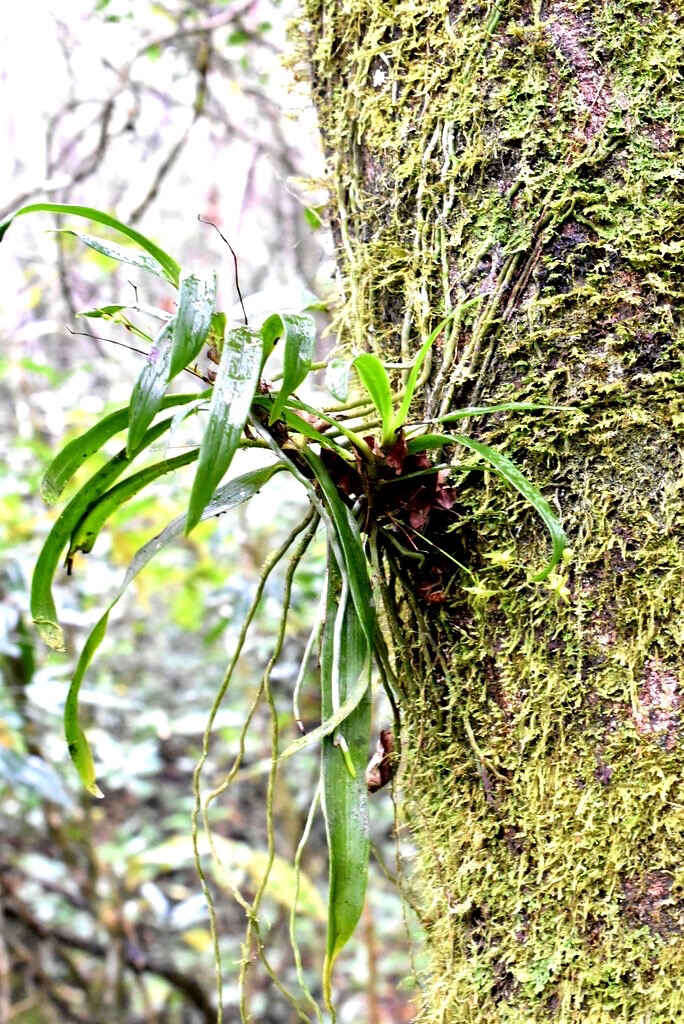 Angraecum_multiflorum(ex_obversifolium)_?_EPIDENDROIDEAE-Indigene_Reunion-MB3_8494.jpg