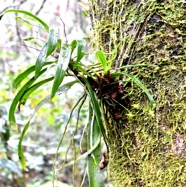 Angraecum_multiflorum(ex_obversifolium)_?_EPIDENDROIDEAE-Indigene_Reunion-MB3_8494.jpg