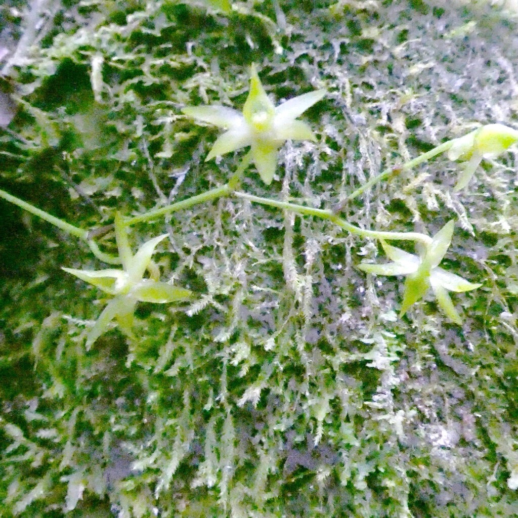 Angraecum_multiflorum(ex_obversifolium)_?_EPIDENDROIDEAE-Indigene_Reunion-P1090464b.jpg
