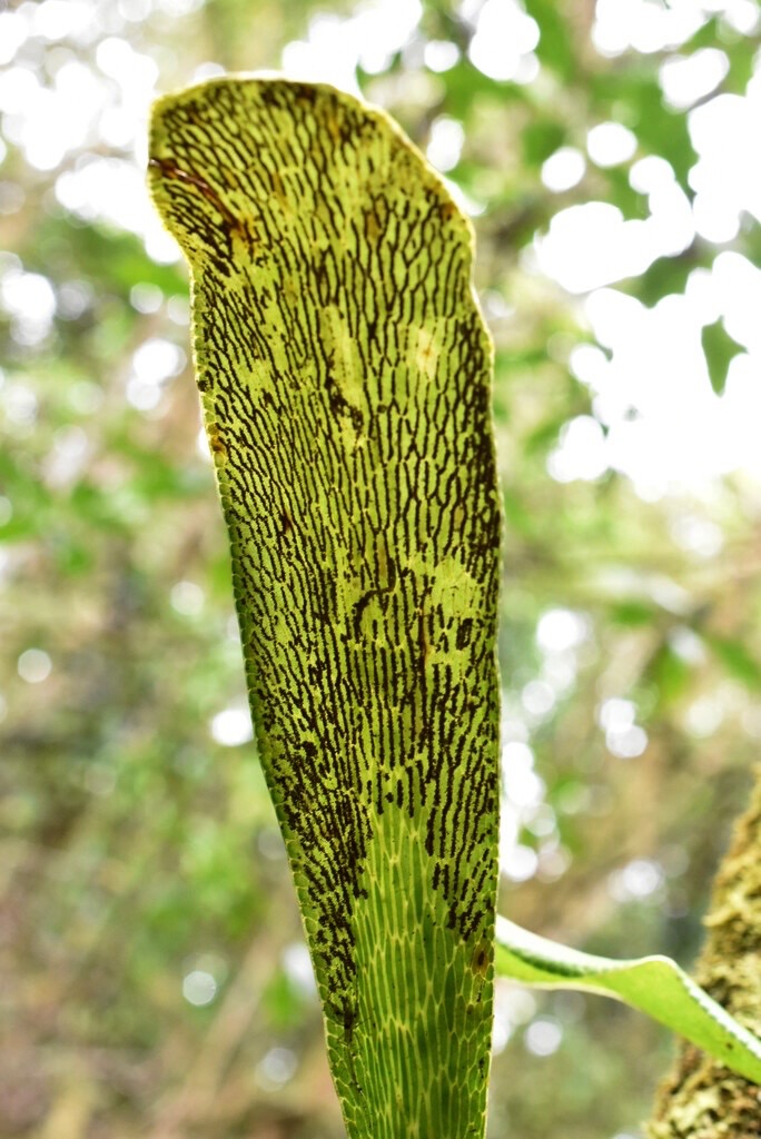 Antrophyopsis_boryana-Langue_de_boeuf(fronde_fertile)-PTERIDACEAE-Indigene_Reunion-MB3_8482.jpg
