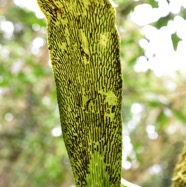 Antrophyopsis_boryana-Langue_de_boeuf(fronde_fertile)-PTERIDACEAE-Indigene_Reunion-MB3_8482.jpg