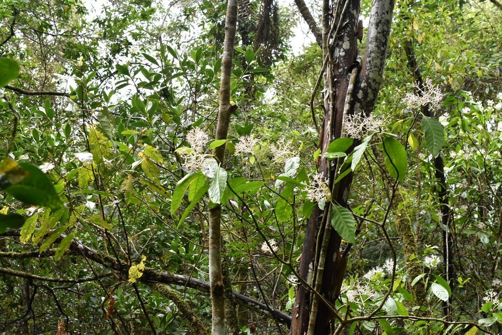 Chassalia_corallioides-Bois_de_corail_des_bas-RUBIACEAE-Endemique_Reunion-MB3_8489.jpg