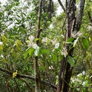 Chassalia_corallioides-Bois_de_corail_des_bas-RUBIACEAE-Endemique_Reunion-MB3_8489.jpg