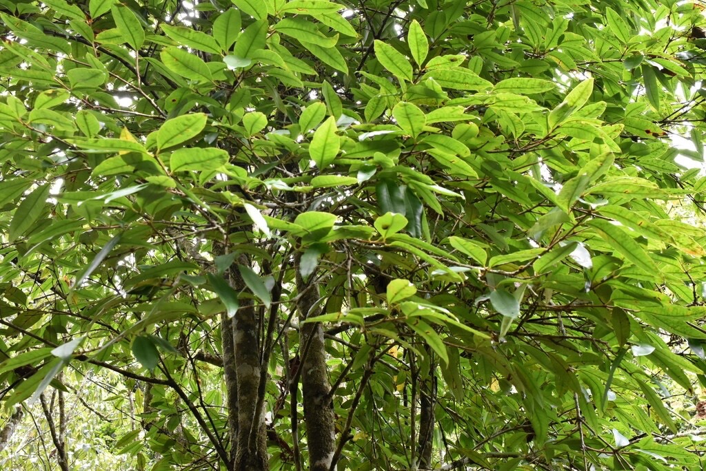 Eugenia_mespiloides-Bois_de_nefles_a_grandes_feuilles-MYRTACEAE-Endemique_Reunion-MB3_8460.jpg