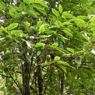 Eugenia_mespiloides-Bois_de_nefles_a_grandes_feuilles-MYRTACEAE-Endemique_Reunion-MB3_8460.jpg