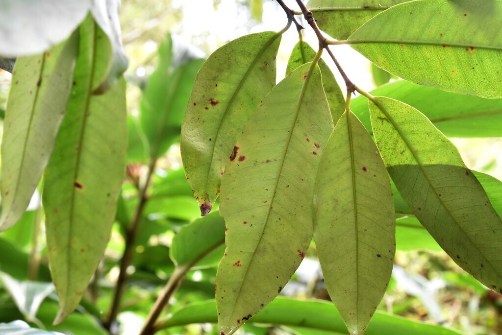 Eugenia_mespiloides-Bois_de_nefles_a_grandes_feuilles-MYRTACEAE-Endemique_Reunion-MB3_8467.jpg