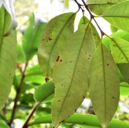 Eugenia_mespiloides-Bois_de_nefles_a_grandes_feuilles-MYRTACEAE-Endemique_Reunion-MB3_8467.jpg