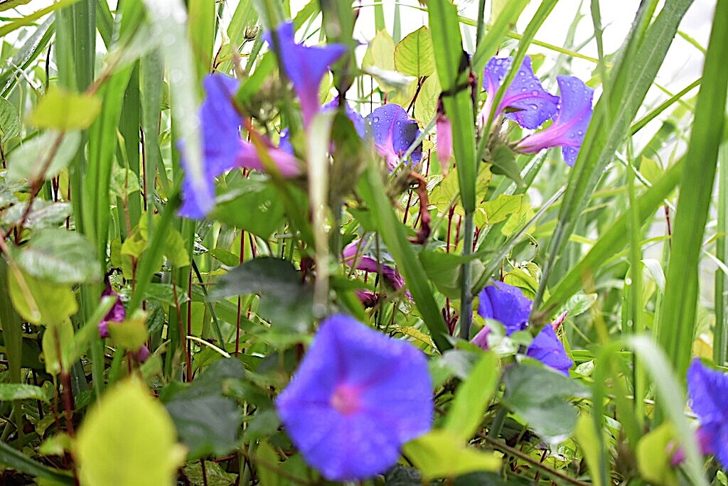 Ipomea_indica-Ipomee_d_Inde-CONVOLVULACEAE-EE-MB3_8503.jpg