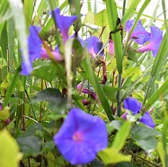 Ipomea_indica-Ipomee_d_Inde-CONVOLVULACEAE-EE-MB3_8503.jpg