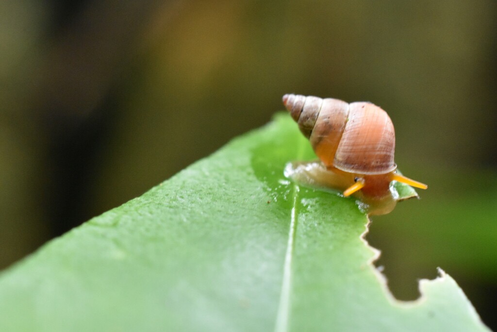 Omphalotropis_rubens-Escargot_chapeau_chinois-ASSIMINEIDAE-Endemique_Reunion-MB3_8470.jpg