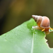 Omphalotropis_rubens-Escargot_chapeau_chinois-ASSIMINEIDAE-Endemique_Reunion-MB3_8470.jpg
