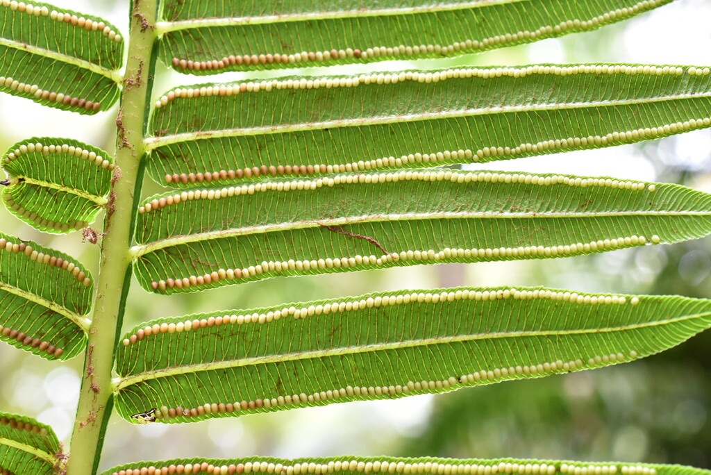 Ptisana_fraxinea-Fougere_tortue(fronde_fertile)-MARATTIACEAE-Indigene_Reunion-MB3_8483.jpg
