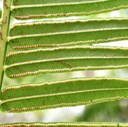 Ptisana_fraxinea-Fougere_tortue(fronde_fertile)-MARATTIACEAE-Indigene_Reunion-MB3_8483.jpg