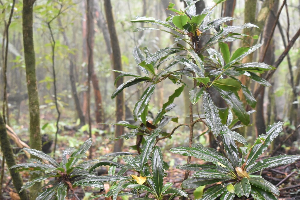 Sideroxylon_majus-Bois_de_fer-SAPOTACEAE-Endemique_Reunion-MB3_8498.jpg