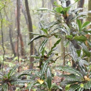 Sideroxylon_majus-Bois_de_fer-SAPOTACEAE-Endemique_Reunion-MB3_8498.jpg