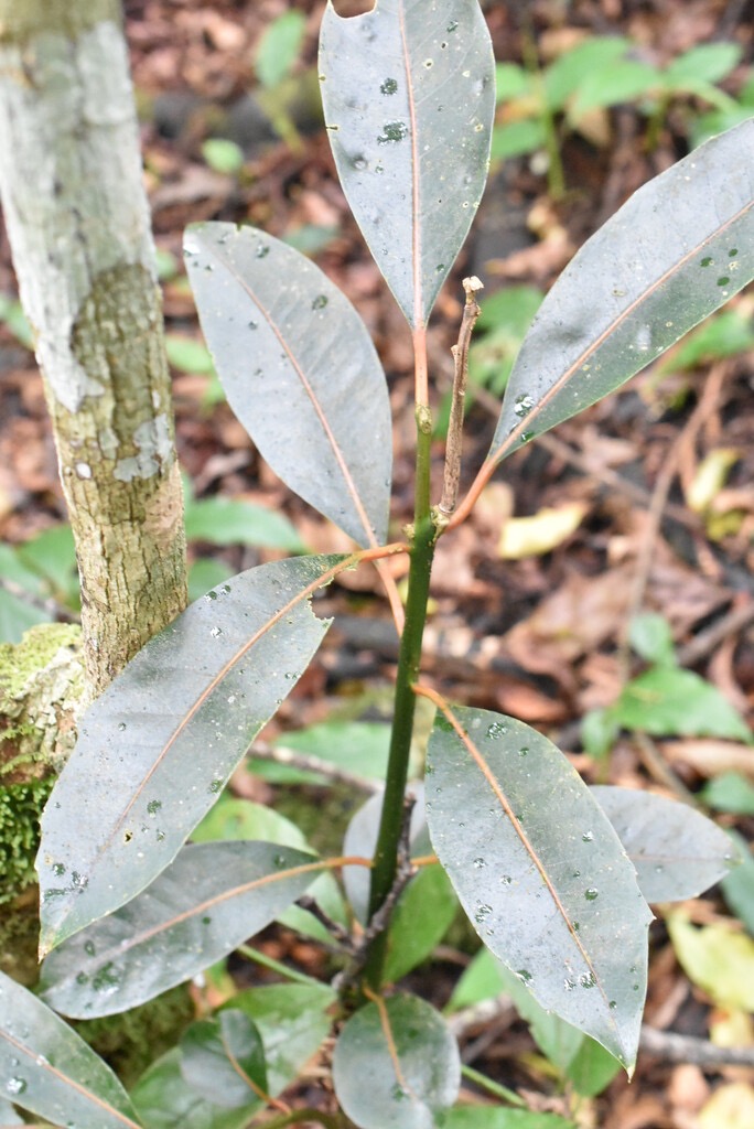 Tambourissa_elliptica-Jeune_Bois_de_tambour-MONIMIACEAE-Endemique_Reunion-MB3_8487.jpg