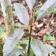 Tambourissa_elliptica-Jeune_Bois_de_tambour-MONIMIACEAE-Endemique_Reunion-MB3_8487.jpg