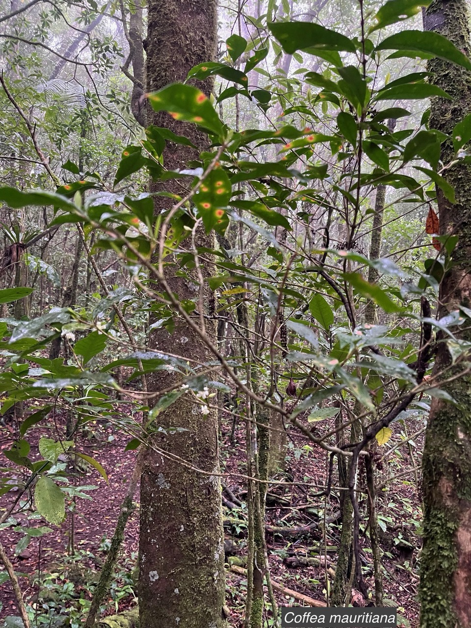 Coffea mauritiana.café marron.rubiaceae.endémique Réunion Maurice. (2).jpeg
