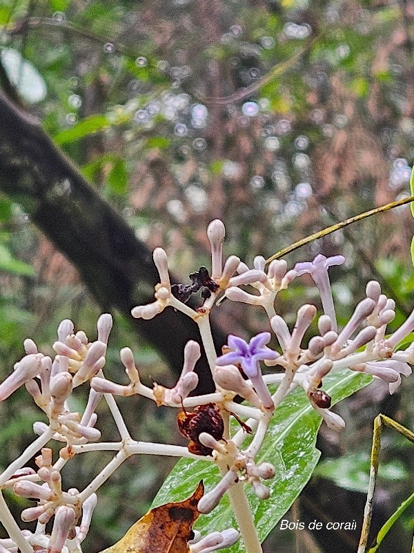 Chassalia corallioides Bois de corail Rubiaceae Endémique La Réunion   23.jpeg