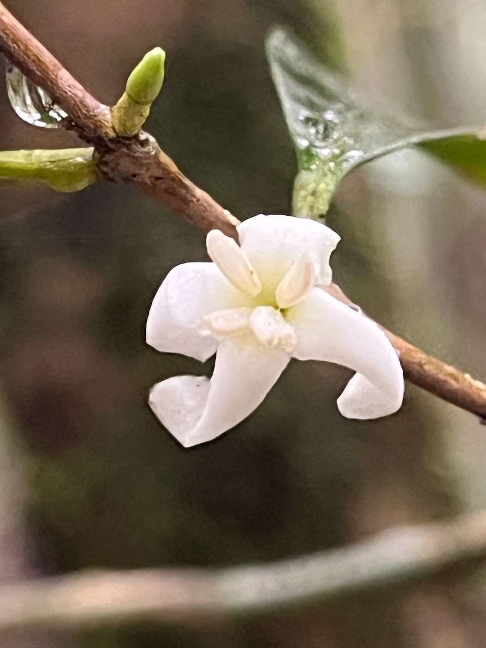 19. Fleur de Coffea mauritiana Café marron Rubiaceae Endémique La Réunion, Maurice 07.jpeg