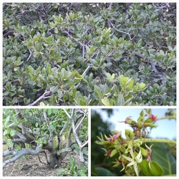 Anacardium occidentale - Noix de cajou - ANACARDIACEAE - Amérique du sud