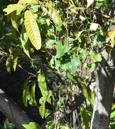 Coccinia grandis - Courge écarlate - CURCUBITACEAE - EE