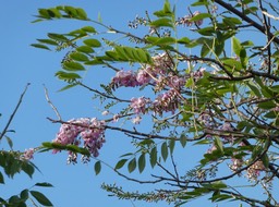Gliricidia sepium - "Madre de cacao" au Mexique - FABACEAE - Amérique centrale, Mexique