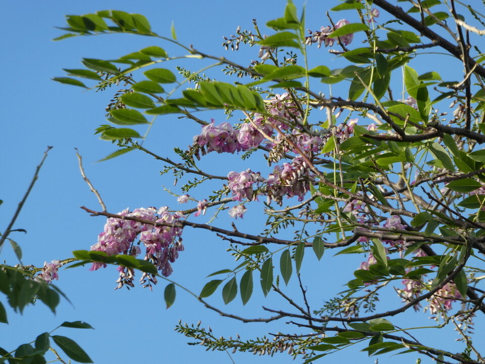 Gliricidia sepium - "Madre de cacao" au Mexique - FABACEAE - Amérique centrale, Mexique