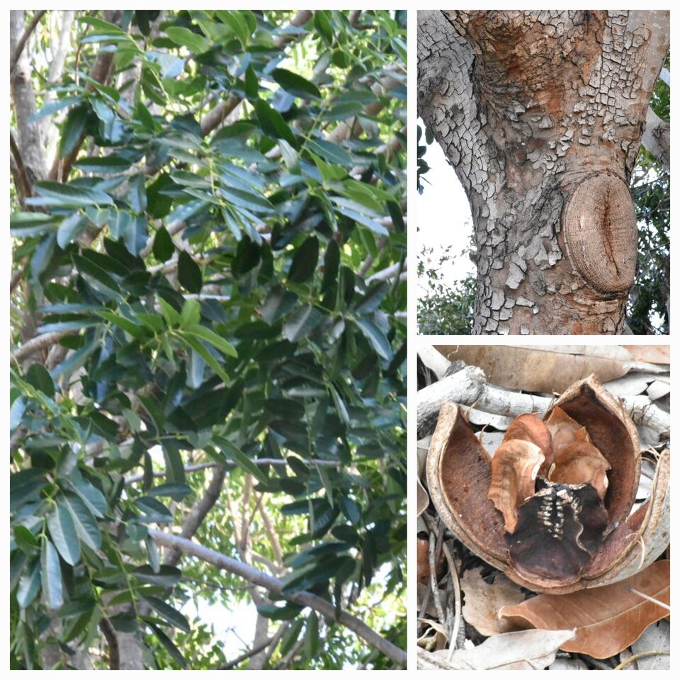 Khaya senegalensis - Khaya du Sénégal - MELIACEAE - Afrique