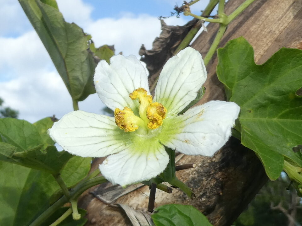 Lagenaria sphaerica - Calebasse sauvage - CURCUBITACEAE - EE