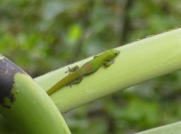 Phelsuma laticauda - Poudre d'or - GEKKONIDAE - EE (endémique à Madagascar)