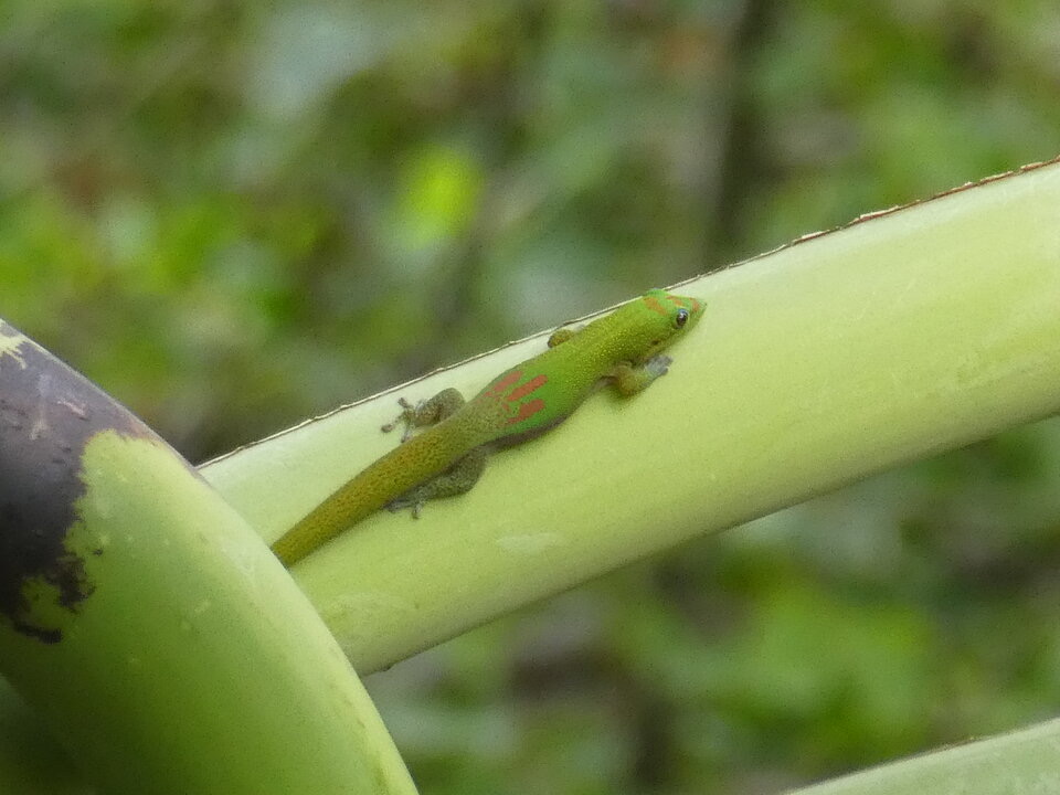 Phelsuma laticauda - Poudre d'or - GEKKONIDAE - EE (endémique à Madagascar)