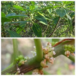 Pouzolzia laevigata - Bois de tension - URTICACEAE - Endémique Réunion, Maurice