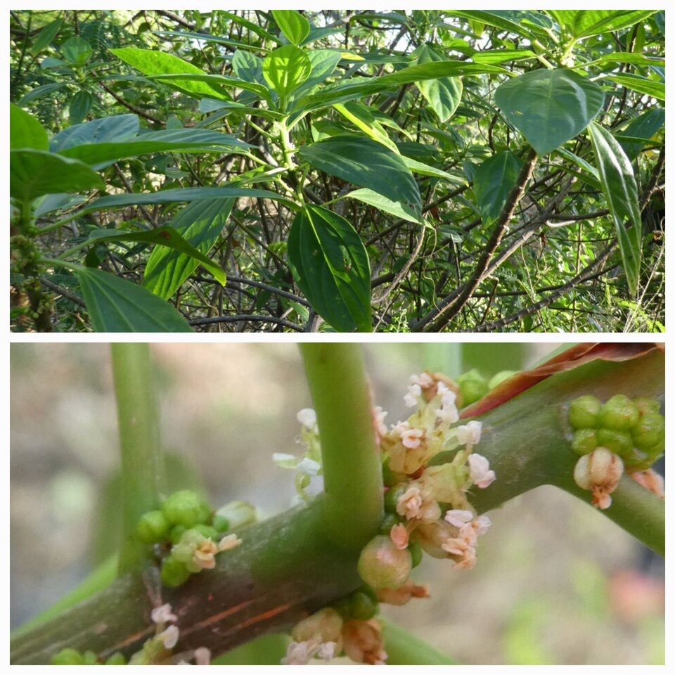 Pouzolzia laevigata - Bois de tension - URTICACEAE - Endémique Réunion, Maurice